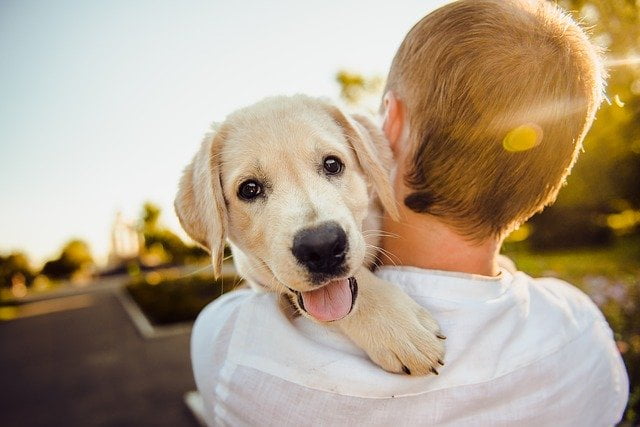 Garde d’animaux : comment le devenir ?
