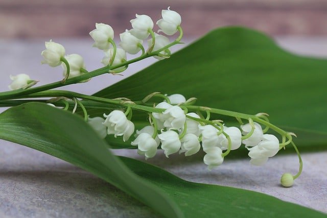 Vendre du muguet