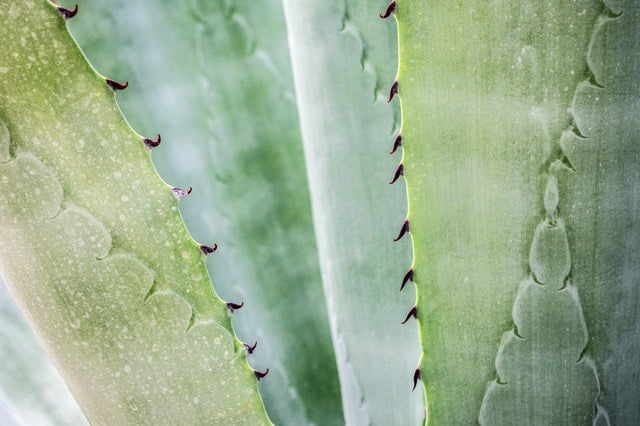 Recette dentifrice maison à l’aloe vera