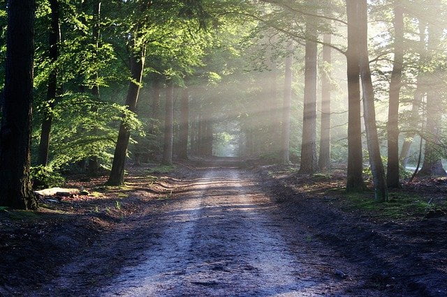 Acheter une forêt, pourquoi ?