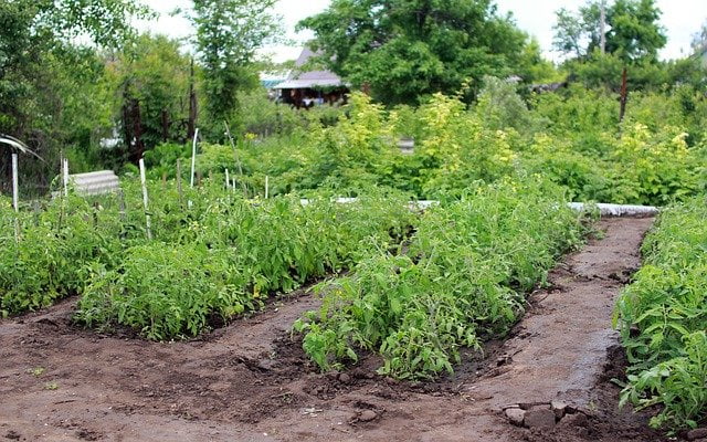 Astuce 1 : Avoir un potager